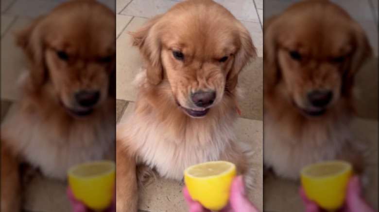 A golden retriever puppy wrinkling its nose at a cut lemon.