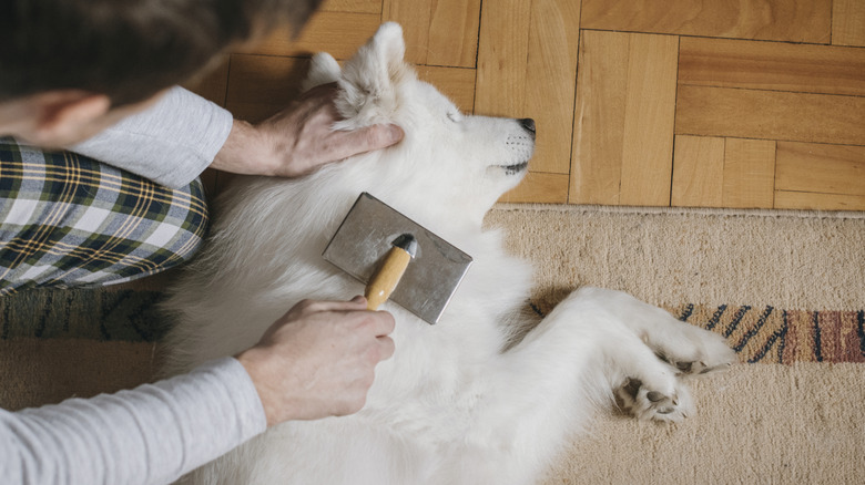 A man uses a slicker brush on a calm white dog that is lying on its side