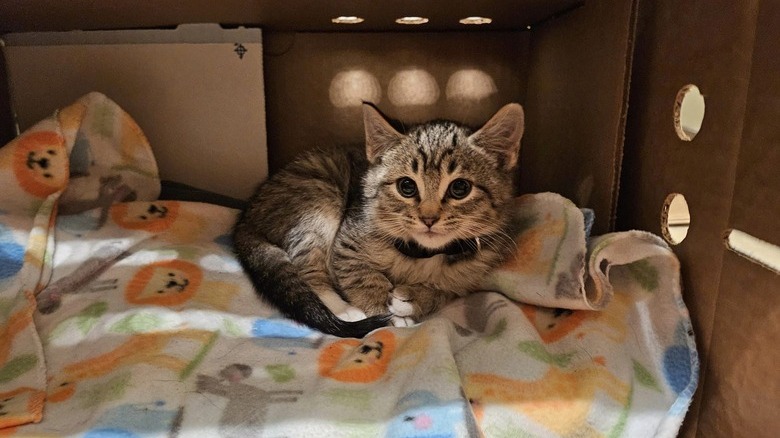 adopted kitten sitting in box.