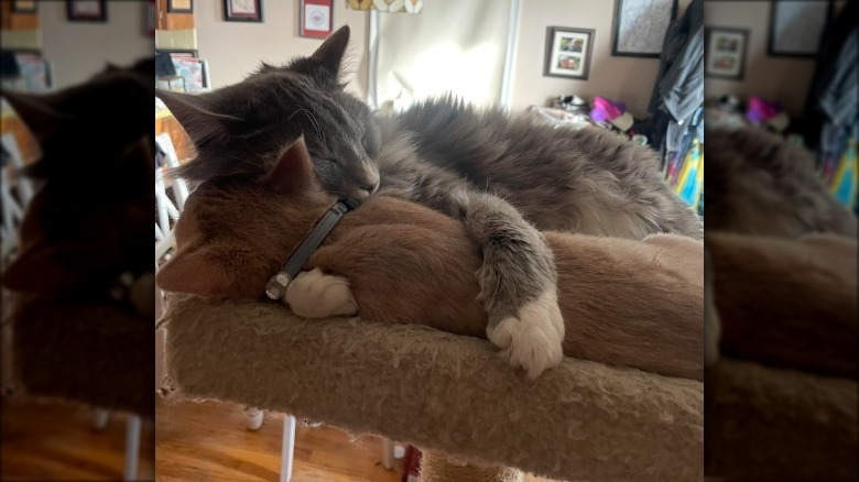 gray cat snuggling orange kitten.
