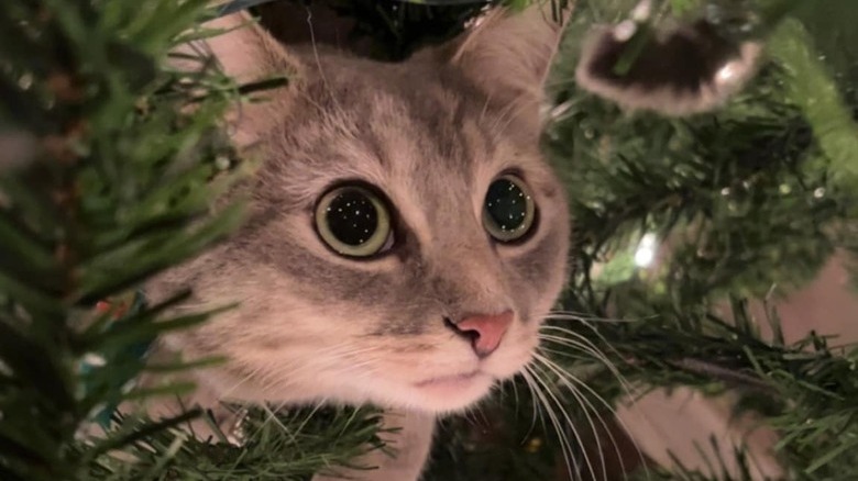 rescue cat living good life in Christmas tree.