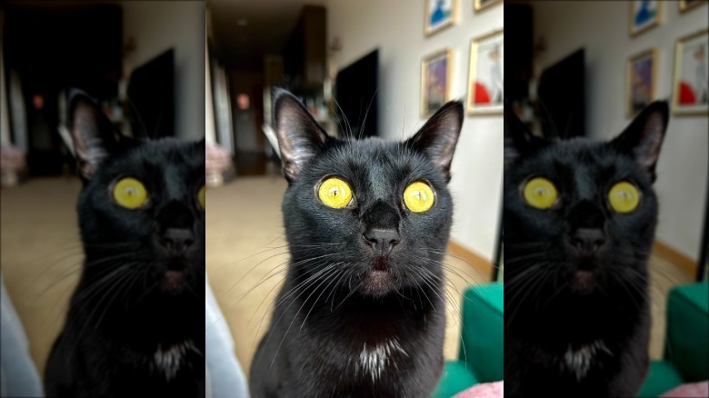 cat has huge yellow eyes.