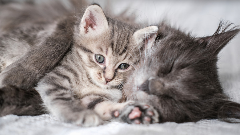 Cats snuggling together