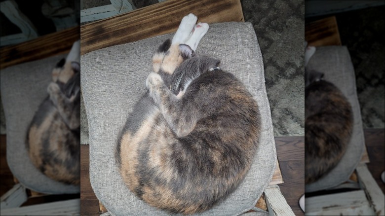 cat curled up tight taking a nap.