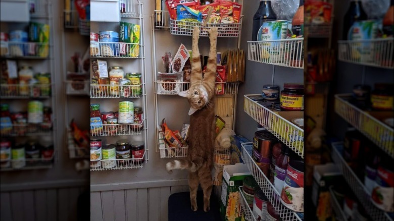 cat hanging on to shelf in pantry.