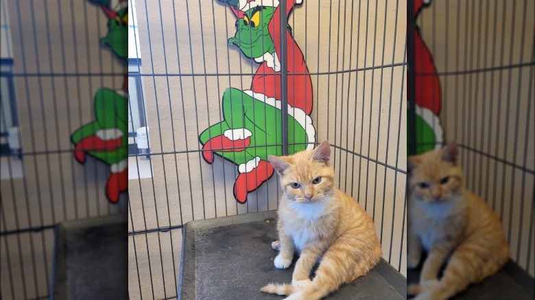 cat has resting grinch face.