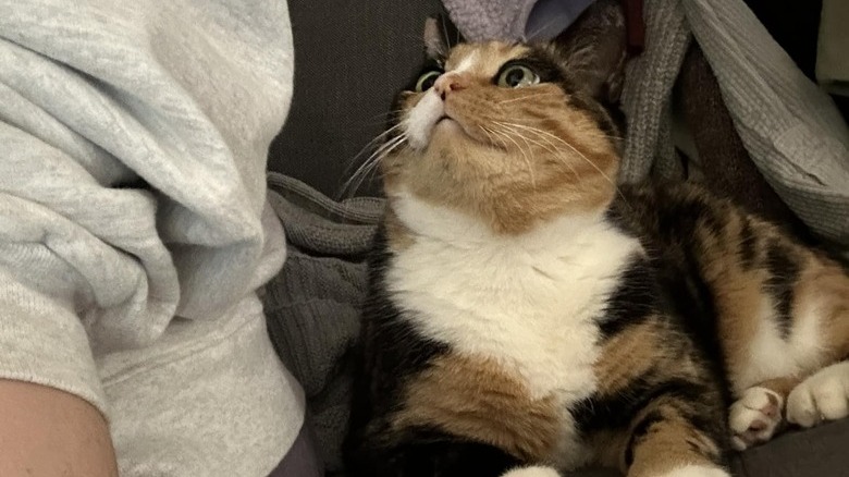 cat loves person.