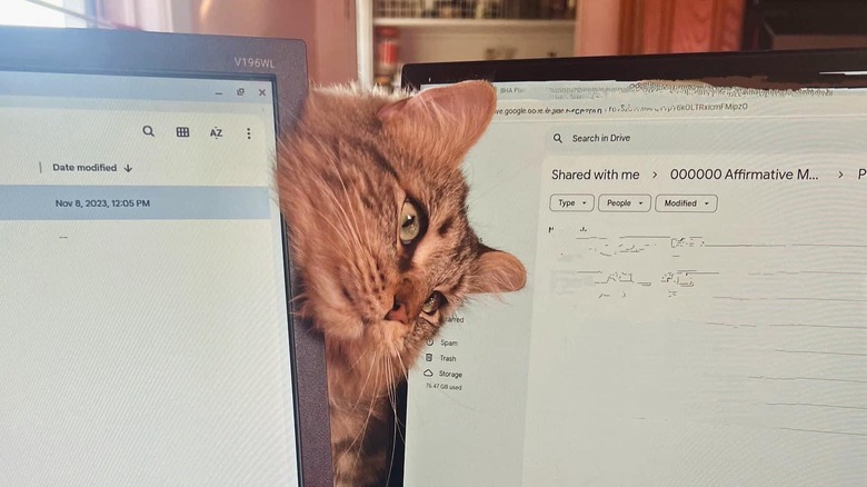 cat poking head between computer screens.