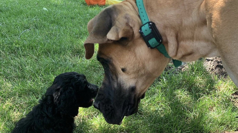 a great dane nuzzling a black puppy dog.