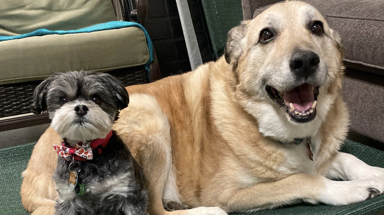 a big dog and a small dog sitting next to each other.