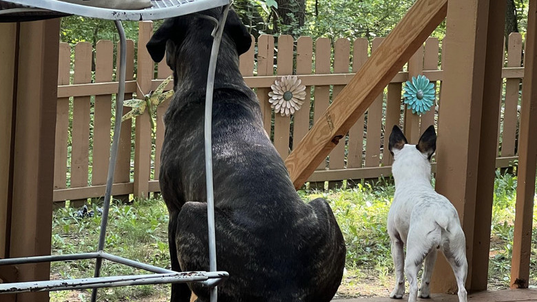 a big dog and small dog looking out on their backyard.