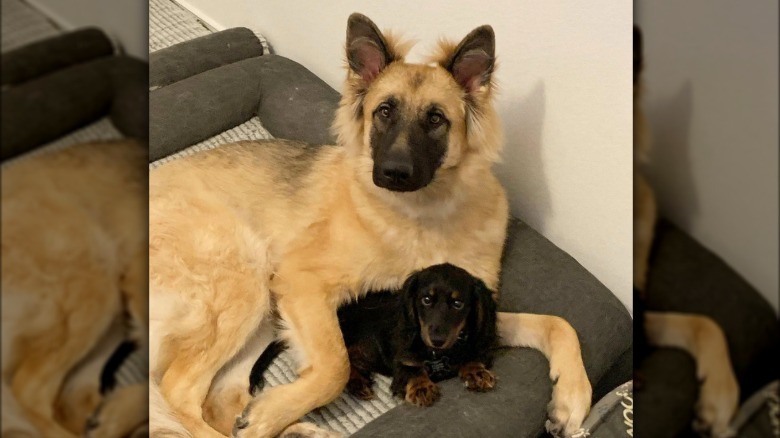 a big dog cuddling a small Weiner dog.