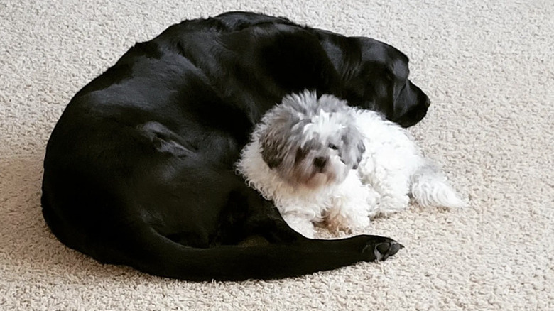 a black dog snuggled around a small white dog.