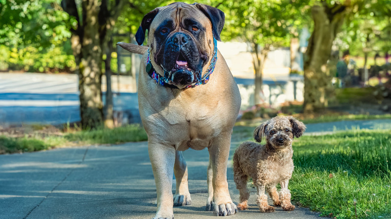 A big dog and small dog next to each other