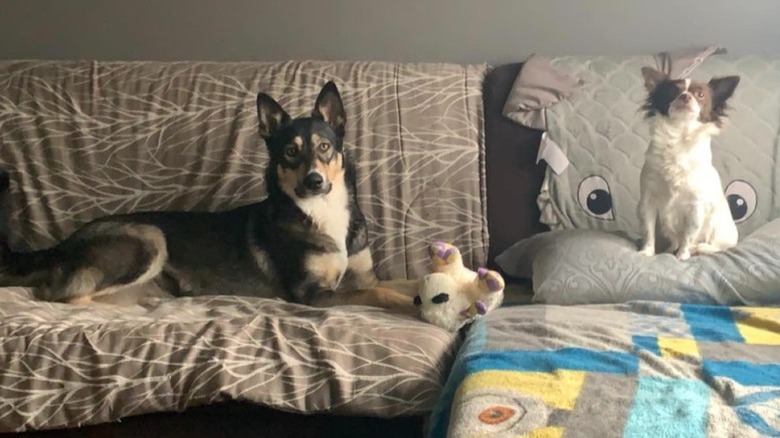 a big dog sitting on a couch with a small dog.
