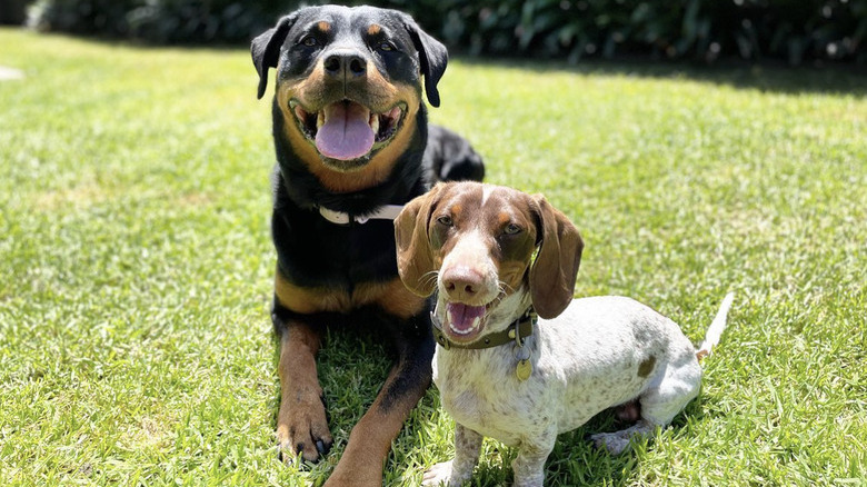 a big rottweiler with a small dog sitting on grass.