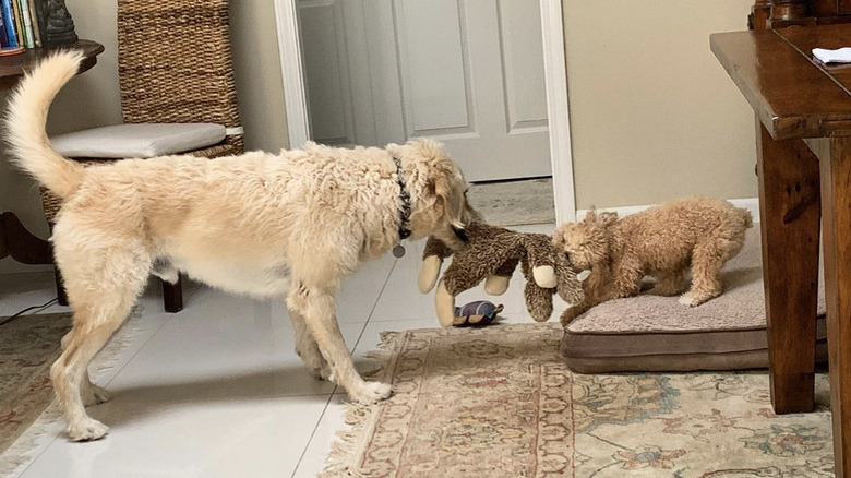a big dog and small dog playing tug of war with a toy.
