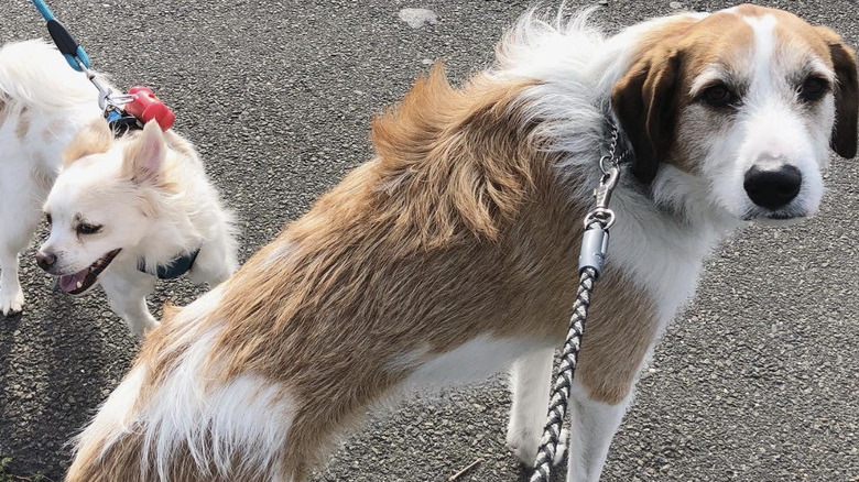 a big dog and a small dog on a walk.