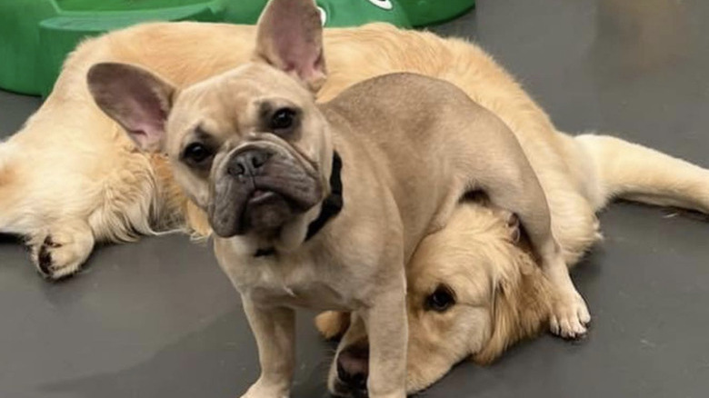 a small dog sitting on a big dog's head.