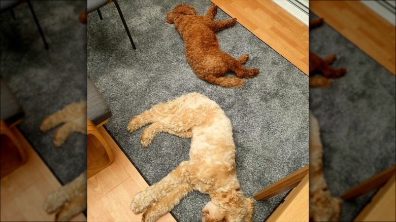 a big dog and a small dog lying on a gray carpet.