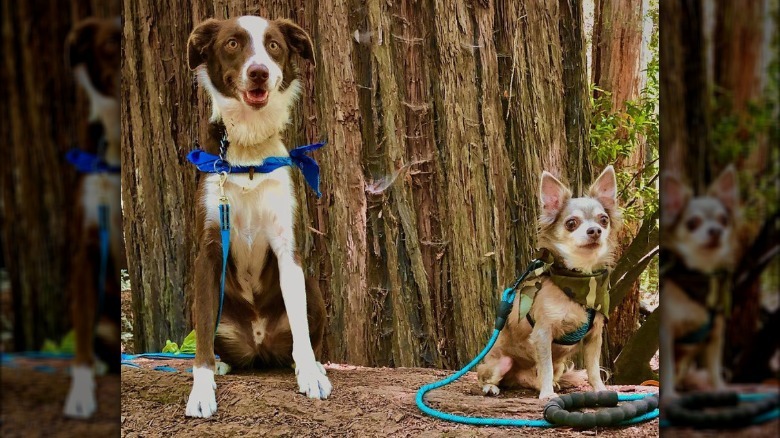 a big dog sitting next to a smaller dog.