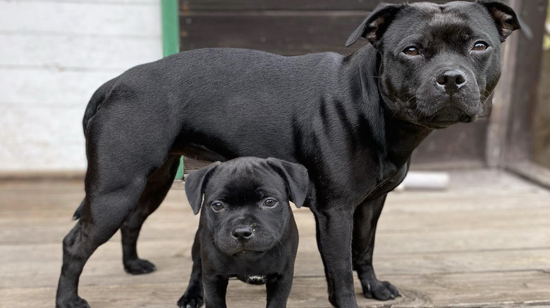a black dog with a small black puppy.