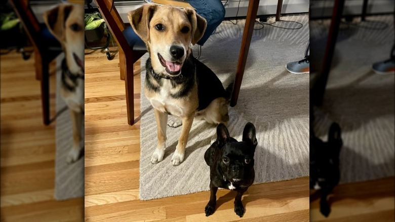 a big dog sitting behind a small black dog.