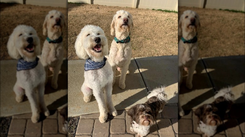 two big dogs on a walk with a smaller dog.