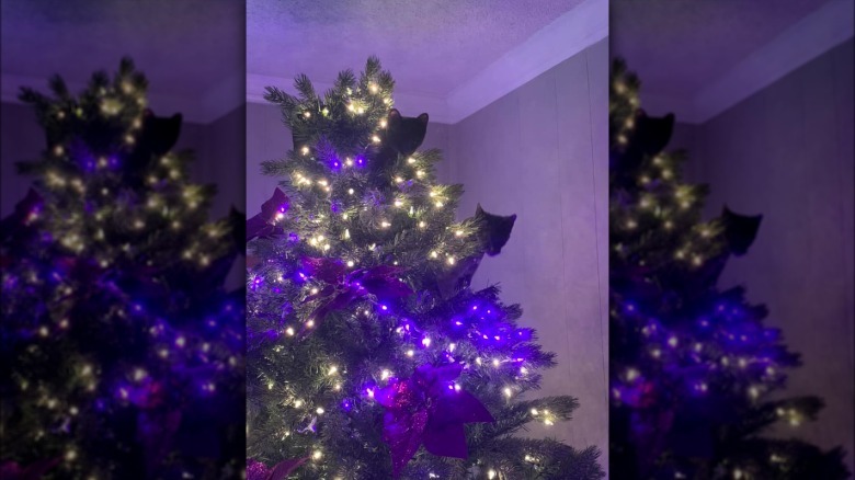two black cats climb to top of Christmas tree.