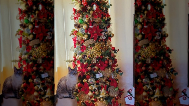 cat posing next to christmas tree filled with ornaments.