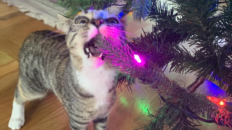cat trying to bite Christmas lights.
