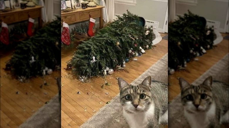 tabby cat knocks down Christmas tree.