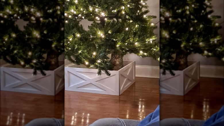 cat sitting in box under christmas tree.