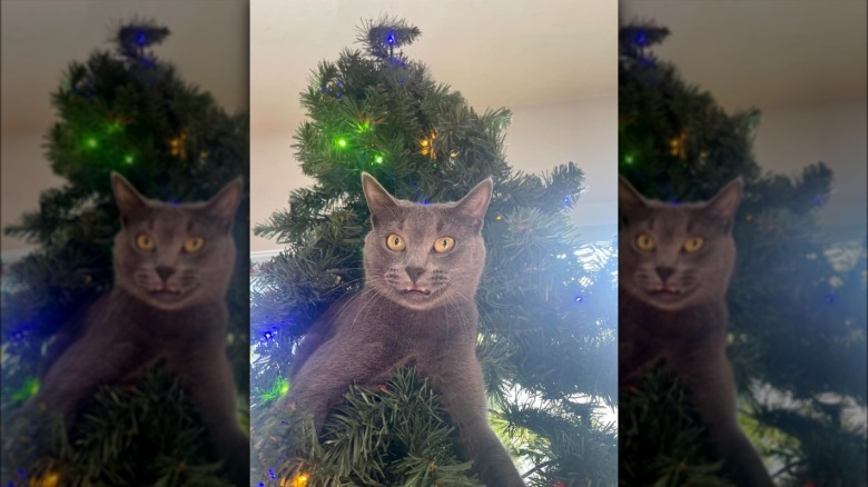 cat climbs in christmas tree.
