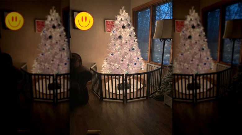woman puts gate around Christmas tree.