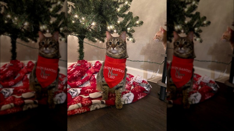 tabby cat wearing shirt that says I'm On Santa's Nice List.