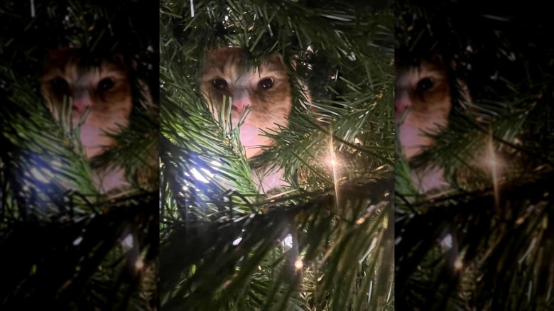 orange cat in Christmas tree.