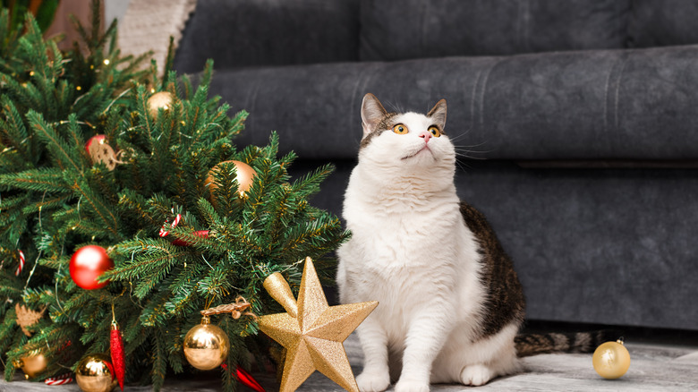 Cat sitting beside fallen Christmas tree