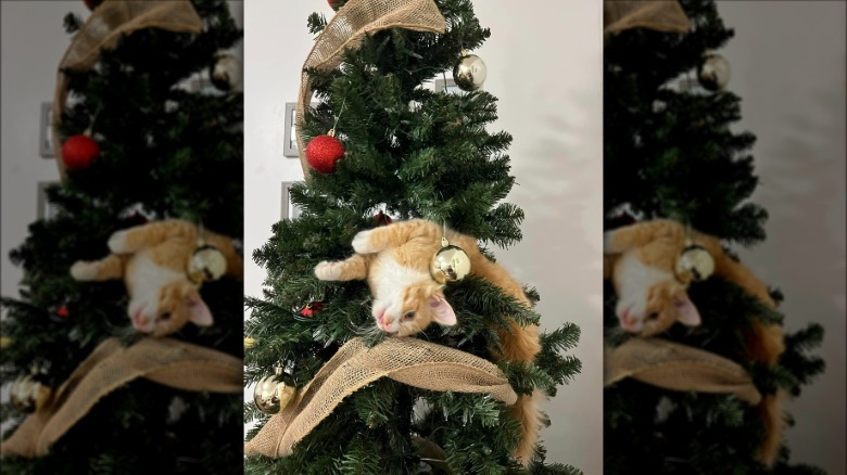 orange cat flopping in Christmas tree.