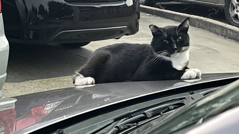 cat resting on hood of car.