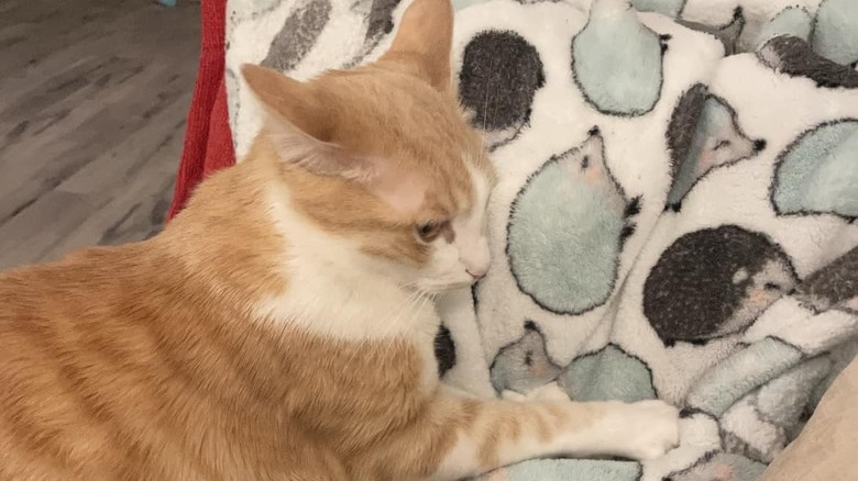 cat making biscuits on blanket with hedgehog pattern.
