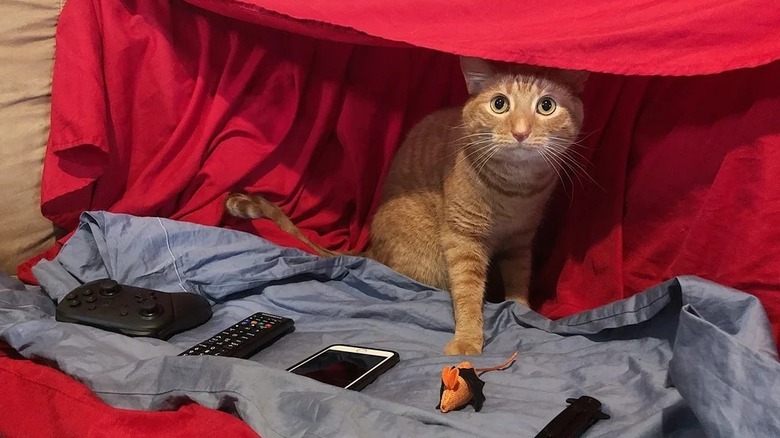 Orange cat under blanket fort with remote controls and electronics.