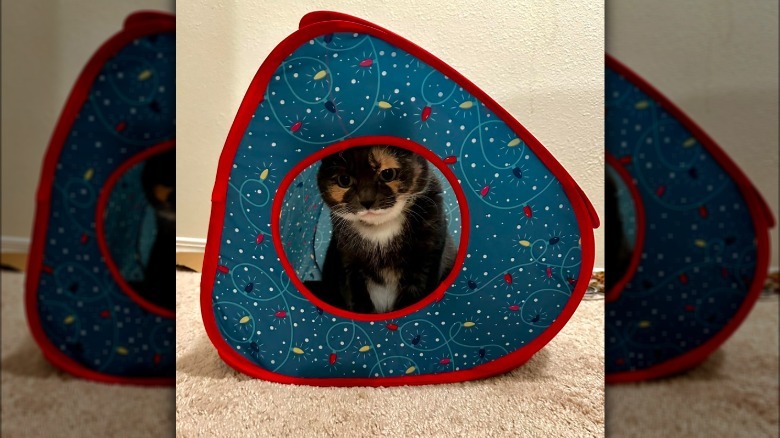 cat in cat-sized tent.