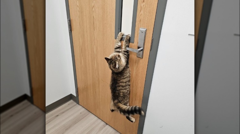 cat trying to escape vet's office.