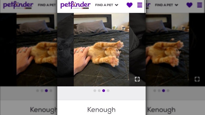 Post of an orange American shorthair cat whose name is Kenough in reference to the Barbie movie character.