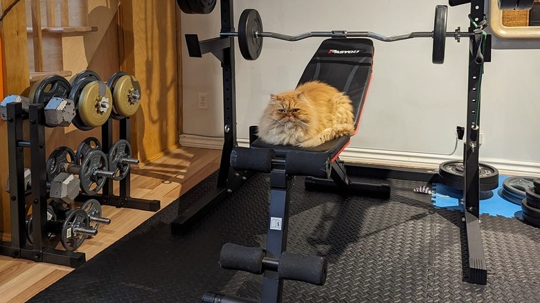 fluffy cat sitting on weight lifting bench.