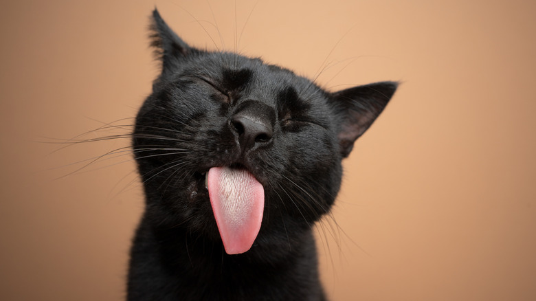 cat sticking out its tongue