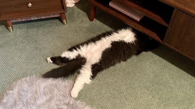 cat under sideboard and looks like they're under a car fixing the engine.