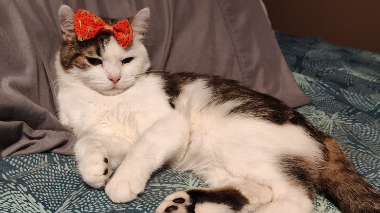 cat with red bow on head.
