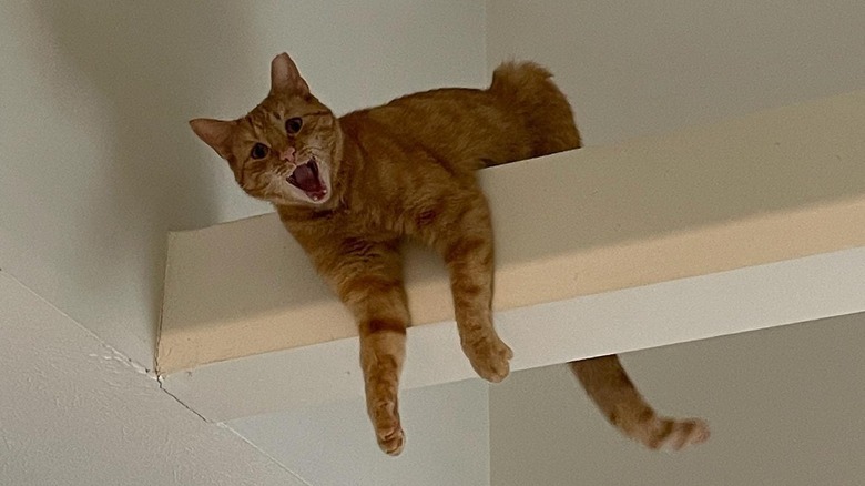 cat climbed onto crossbeam in ceiling.